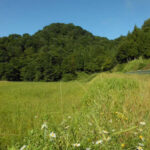 「癒しの森」のブナ林　（福島県　只見町）　2012年9月