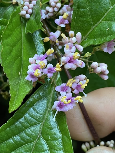 今月のひとこと（7月）