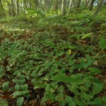 「癒しの森」のブナ林　（福島県　只見町）　2012年9月
